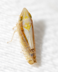 Scaphytopius elegans