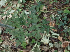 Heracleum sphondylium