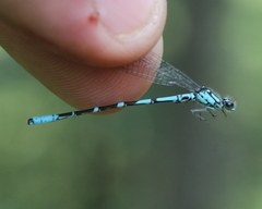 Coenagrion interrogatum