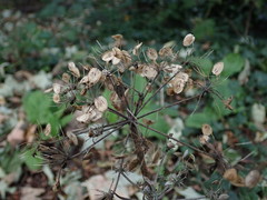 Heracleum sphondylium