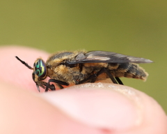 Chrysops excitans