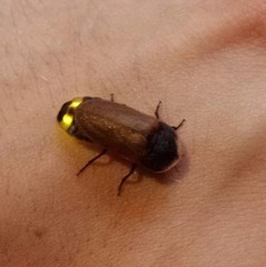 Lamprigera tenebrosa