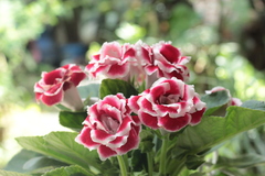 Gesnerieae