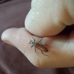 Ceresium zeylanicum