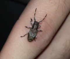 Pterolophia tuberculatrix