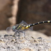 Melligomphus viridicostus - Photo (c) urasimaru, algunos derechos reservados (CC BY-SA)