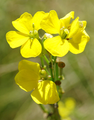 Erysimum virgatum