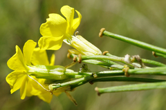Erysimum virgatum