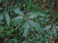 Quercus ilex