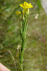 Erysimum virgatum