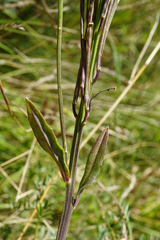 Erysimum virgatum