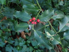 Ilex aquifolium