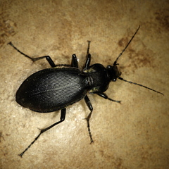 Carabus purpurascens