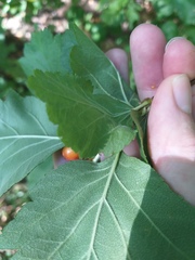 Crataegus maximowiczii