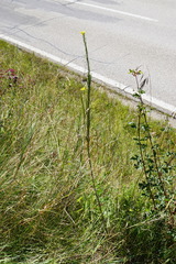Erysimum virgatum