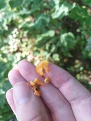 Crataegus maximowiczii