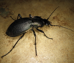 Carabus purpurascens