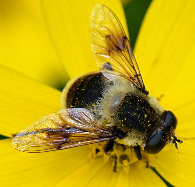 Orange-spotted Drone Fly