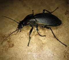 Carabus purpurascens