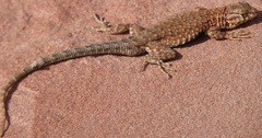Uta stansburiana uniformis