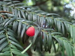 Taxus baccata