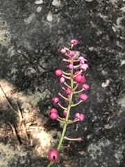 Actaea × ludovicii