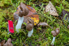Helvella elastica