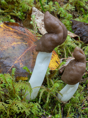 Helvella elastica