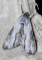 Cucullia eulepis