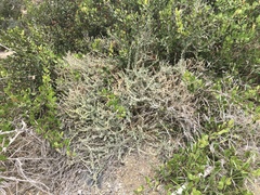 Atriplex glauca