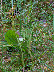 Botrychium neolunaria
