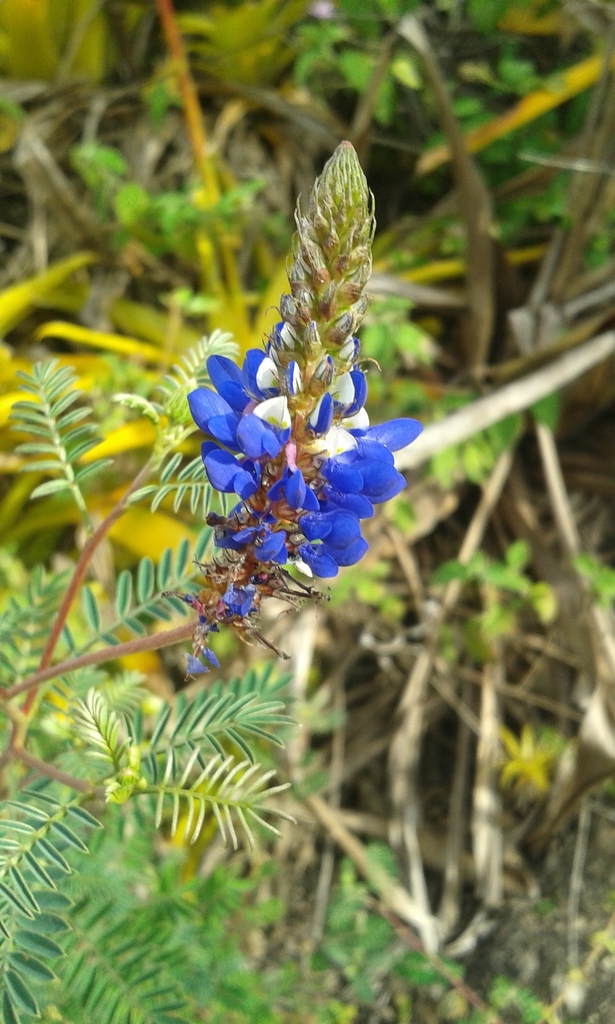 Andean Blue Clover