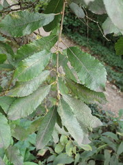 Salix cinerea