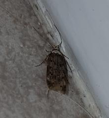 Endrosis sarcitrella