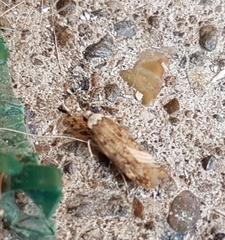 Endrosis sarcitrella
