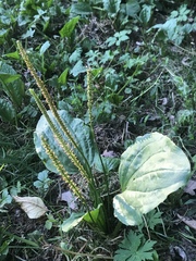 Plantago major