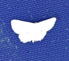 Scopula benitaria