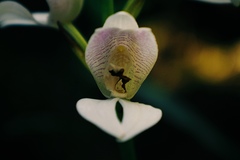 Govenia liliacea