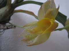 Catasetum