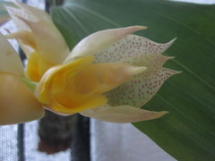 Catasetum