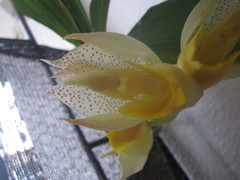 Catasetum