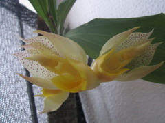 Catasetum