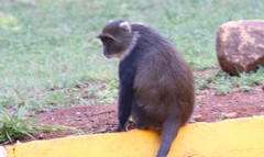Cercopithecus mitis kolbi