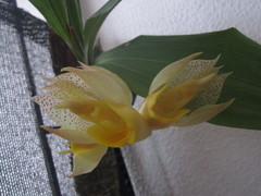 Catasetum