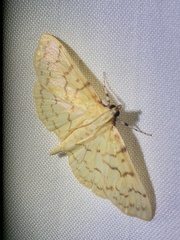 Polygrammodes flavidalis