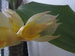 Catasetum