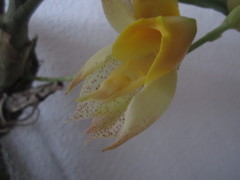Catasetum