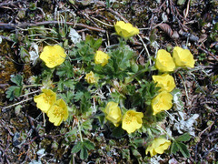 Potentilla × villosula