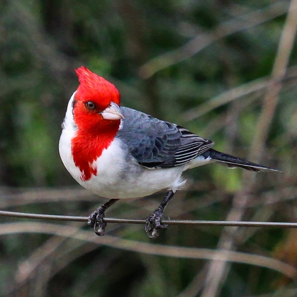 Blue Cardinal introduced to Hawaii  Beautiful birds, Nature birds, Wild  birds