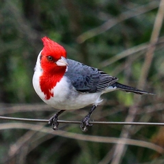 Red-Crested Cardinal photo 4